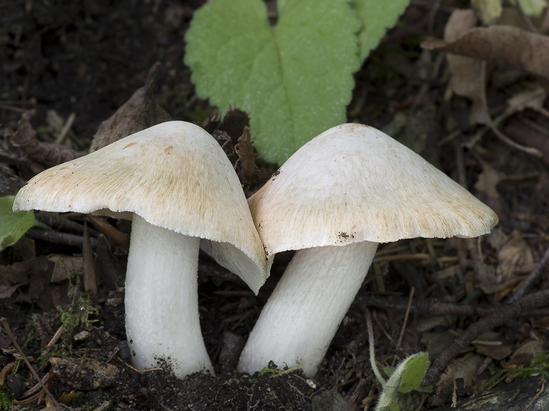 Inocybe erubescens